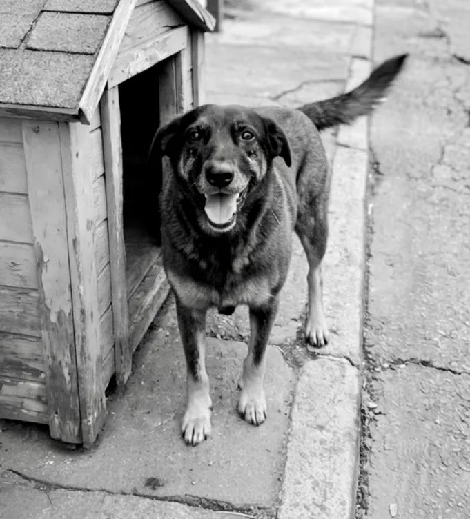 Justiça por Orelha: Rio de Janeiro terá dois atos neste domingo (1º)