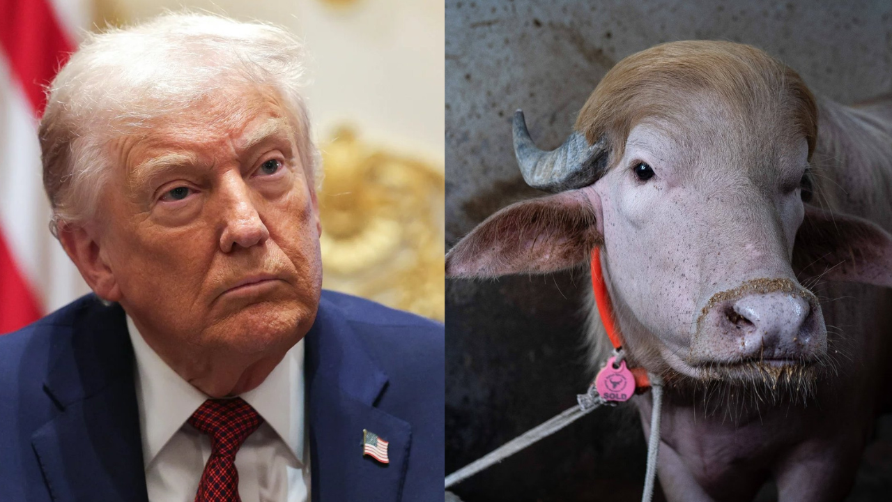 Búfalo albino que viralizou por parecer com Trump será sacrificado em Bangladesh